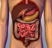 Procesul de digestie în corpul uman: prin timp