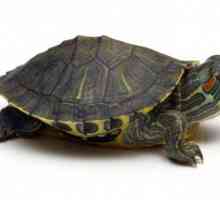 Speranța de viață a țestoaselor. Vârsta țestoaselor. Dimensiunea țestoaselor