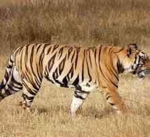 Speranța de viață a tigrilor în natură. Durata medie de viață a unui tigru