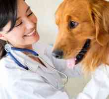 Profesia "asistent veterinar": descrierea postului