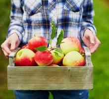Sucuri profesionale de măr - descrieri, descrieri și recenzii