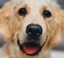 Prevenirea bolilor letale la câini: vaccinul "Eurican". Instrucțiuni de utilizare, efecte…
