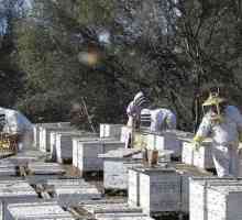 Apicultura industrială - ce este necesar? Produse pentru apicultură. Cursuri de apicultură