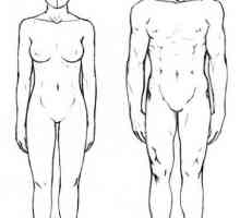 Proporțiile corpului uman