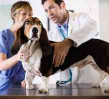 Prostatita la câini: cauze posibile, simptome și caracteristici de tratament