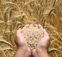 Dezinfectanți pentru semințe: totul despre medicament și efectele acestuia