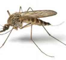 Modalități dovedite de a scăpa de țânțarii din apartament