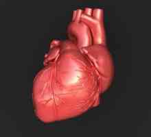 Sistemul conductiv al inimii: structura, funcțiile și trăsăturile anatomice și fiziologice