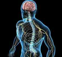 Funcția conductivă și reflexă a măduvei spinării