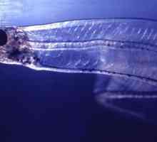 Pește transparent: fotografie și descriere. Salpa Maggiore - pește transparent