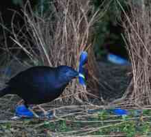 Bird Hawker: descriere, habitat și fapte interesante