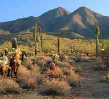 Sonora deșert: descriere, istorie și fapte interesante