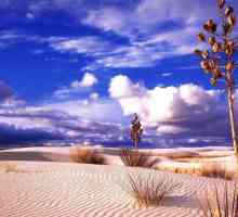 Desert Thar: fotografie, faună. Unde este deșertul de gudron?
