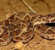 Desert snake ef: descriere, habitat și pericol pentru om