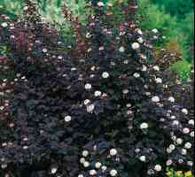 Bladderwort Diablo - un ornament eficient al grădinii