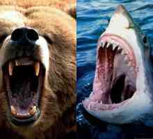 Lucrați pentru analist: cine este mai puternic - un rechin sau un urs