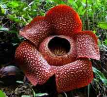 Rafflesia Arnoldi și Amorfofallus Titanium - cele mai mari flori din lume