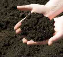 Deoxidarea solului în primăvară. Cinci moduri de a reduce aciditatea solului