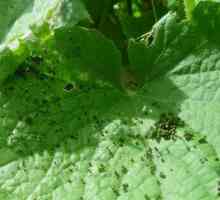 Bolile comune și dăunători de castraveți