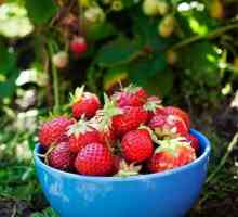 Răsaduri de căpșuni: regulile pentru cultivarea acestora