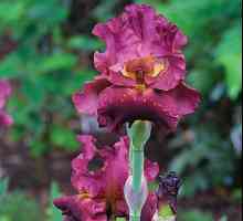 Planta Iris: caracteristică și descriere. Soiuri populare
