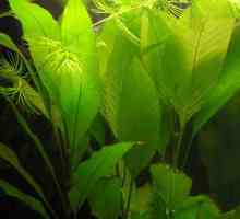Plante Acvariu de Lemongrass: îngrijire și reproducere