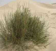 Planta de deșert saxaul. Saksaul: copac de deșert înflorit