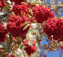 Planta de ashberry: proprietăți utile și sfaturi de reproducere