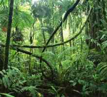 Plantele și animalele din Amazon