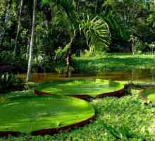 Plante de păduri ecuatoriale. Caracteristici și semnificație