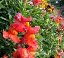 Plante de paturi de flori de toamnă: nume. Grădină de flori de toamnă: plante, soiuri și îngrijire
