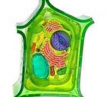 Celula de plante este un sistem elementar de plante biologice