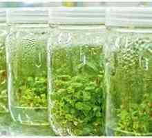 Plante țesuturi. Tipuri de țesuturi vegetale