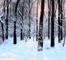 Copacii cresc iarna sau se odihnesc? Copacii de conifere cresc iarna?