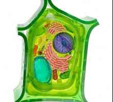 Diferențele și similitudinile celulelor vegetale și animale