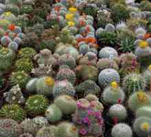 Reproducerea cactusului: consiliere în horticultură