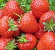Reproducerea căpșunilor cu mustăți și semințe