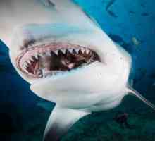 Shark specie, nume, caracteristici și fapte interesante