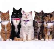 Tipuri de pisici: ce trebuie să știți despre animalele de companie