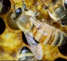 Creșterea albinelor pentru începători la domiciliu