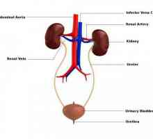 Reabsorbția este ... Cum are loc procesul de reabsorbție în rinichi