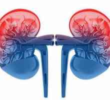 Realizarea funcției urinare în rinichi. Filtrarea sângelui are loc în aparatul glomerular