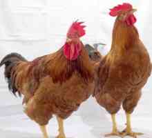 Redbro (găini): recenzii, descriere și descriere