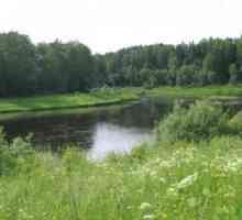 Râul Pasha (regiunea Leningrad). Un loc bun pentru pescuitul reușit