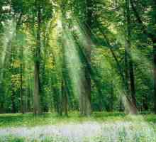 Rima la cuvântul "pădure" va prezenta multe miracole