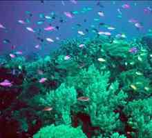 Reefuri - ce este? Barieră, recif de corali