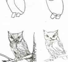 Desenați animalele în etape cu un creion. Cum să înveți cum să desenezi animalele în etape?