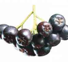Rowan negru este unul dintre fructele cele mai utile!
