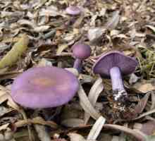 Striderovka violet: ciuperci comestibile sau otrăvitoare?