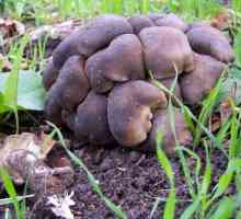 Рядовка землистая – гриб, достойный внимания